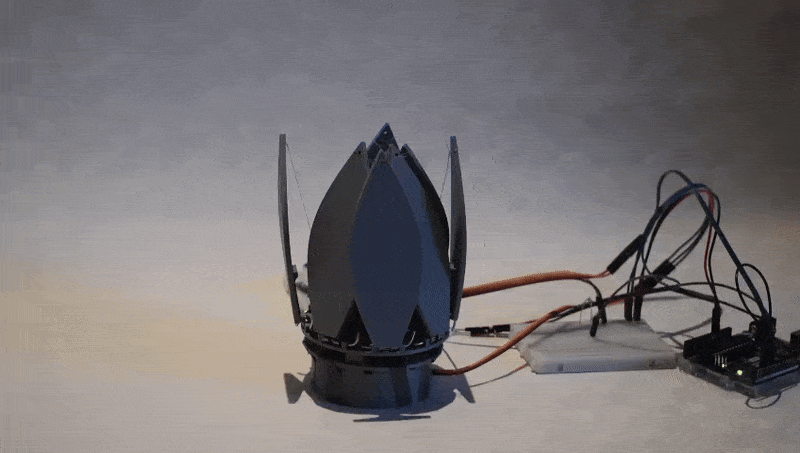 P2Bloom.gif